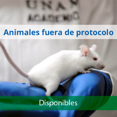 animales-fuera-de-protocolo-Disponibles