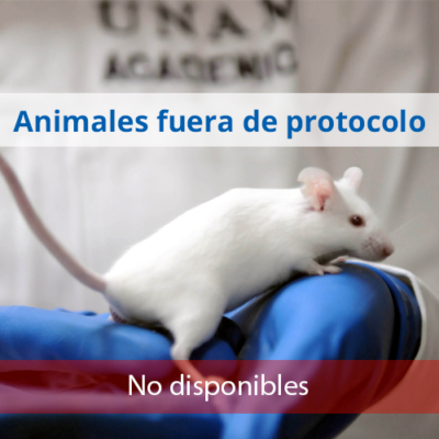 animales-fuera-de-protocolo-NoDisponibles
